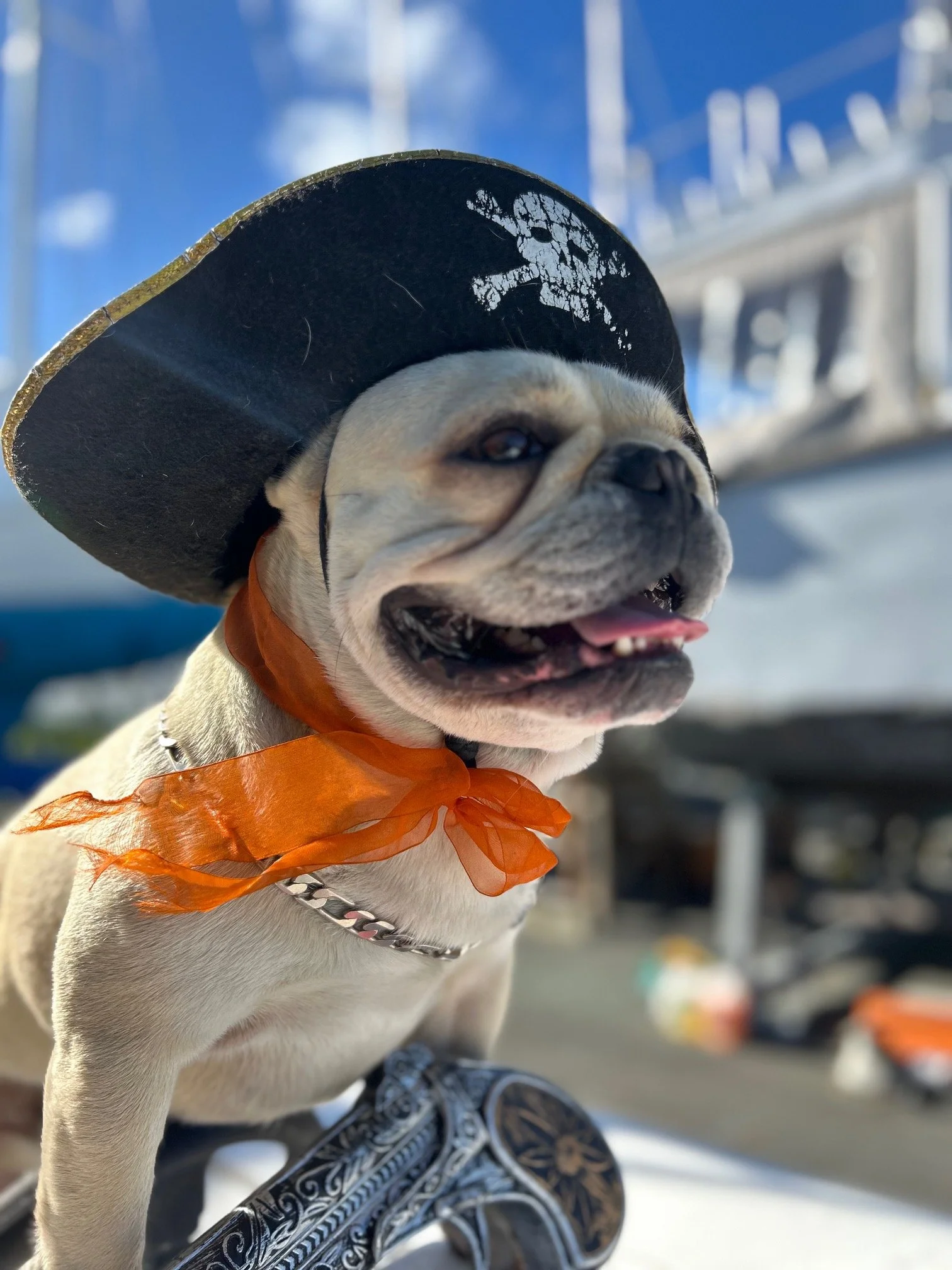 Meet Bosco, the extraordinary surfing French Bulldog making a splash in the world of water sport Meet Bosco, the extraordinary surfing French Bulldog making a splash in the world of water sport