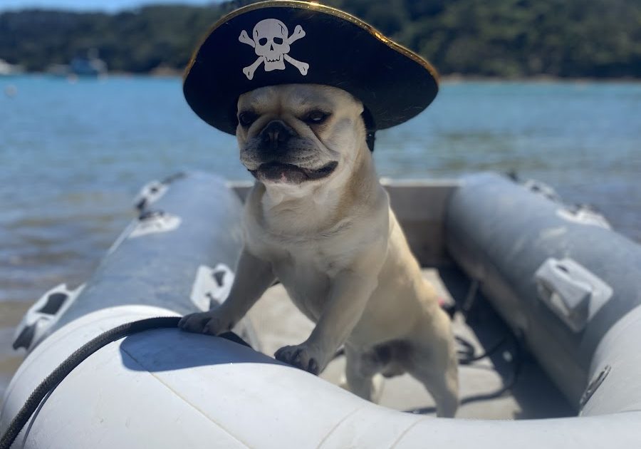 Meet Bosco, the surfing dog making waves Meet Bosco, the surfing dog making waves