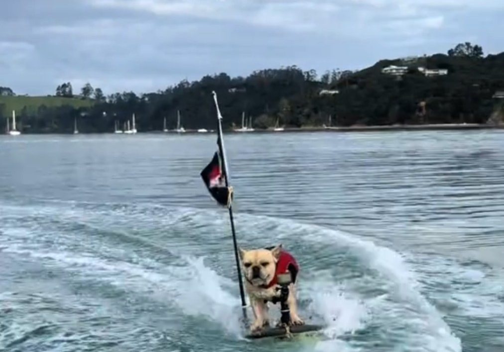 Boscos Pirate Life surfing dog Boscos Pirate Life surfing dog